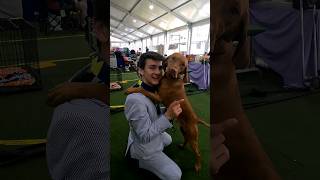 meet these  dogs  Westminster Kennel Club Dog Show