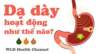 Dạ dày hoạt động như thế nào? và những căn bệnh dạ dày thường gặp