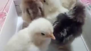 Как определить пол цыпленка,петух или курица？