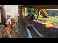 The Puppies Then And Now