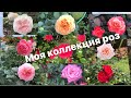 Моя коллекция роз.60 сортов!🌹My collection of roses. 60 varieties!