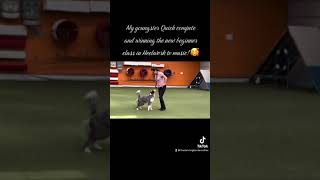 Quick winning the new beginner class in Heelwork to music by The dancing Border Collies 117 views 1 year ago 1 minute, 50 seconds
