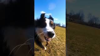 Dog Attacking Gopro In 240Fps
