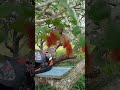 LARGATA DE 🔥 FOGO tá cheio no umbuzeiro essa daí se pegar na pela queima #sertão #viral #viralvideo