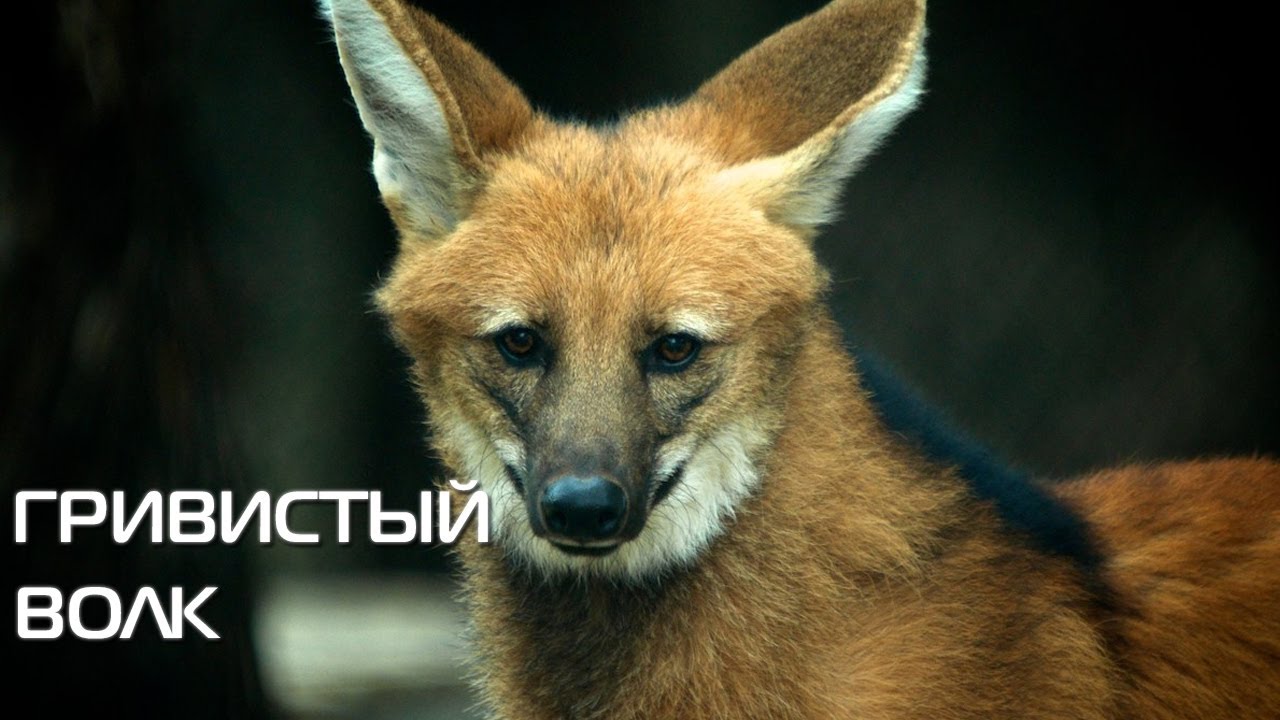 Гривистый волк. Описание вида, фото