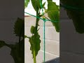 How's that passion fruit doing? #lasvegas #garden #desertlife