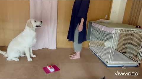 How to add a verbal cue to a behavior you taught with Do as I Do