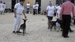 Goat Show-Uncooperative Funny Baby Goat Fail