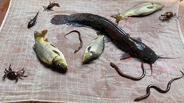 Kem Chanel ra bờ ao kéo vó được con cá chép to và các con vật: cá trê, cá chim, lươn, cua. Part 62