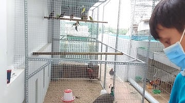 Dọn chuồng nuôi sạch sẽ cho các em gà rừng đón năm mới