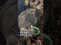 【命の危機】牛の起立困難😱