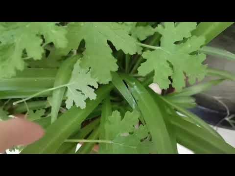 مشروع بيع النباتات للعاطلين عن العمل