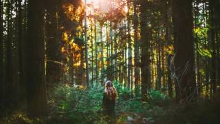 Ptr. - Enchanted Forest