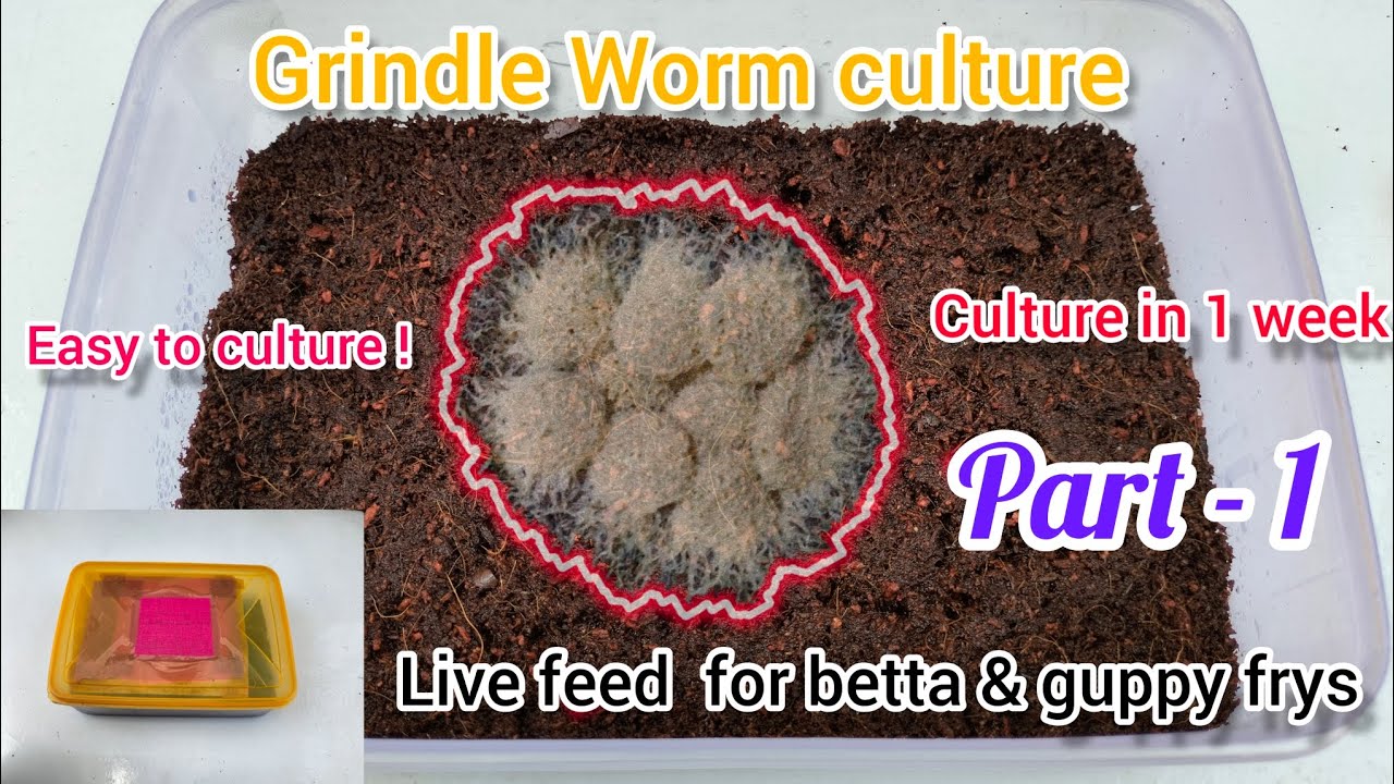 How to Easily Culture Grindal Worm Unlimited Live Food for Betta