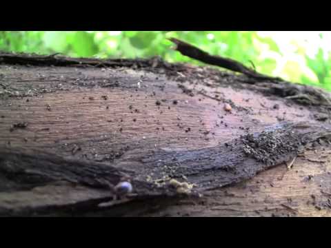 THE UNLOVED WOOD TICK