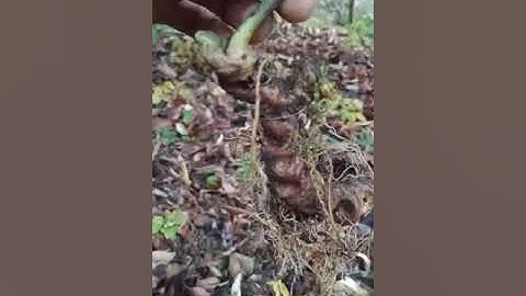 #sâm_ngọc_linh_rừng dân bản đào được củ sâm rừng Lai Châu  #sâm_ngọc_linh_rừng #sâm_ngọc_linh