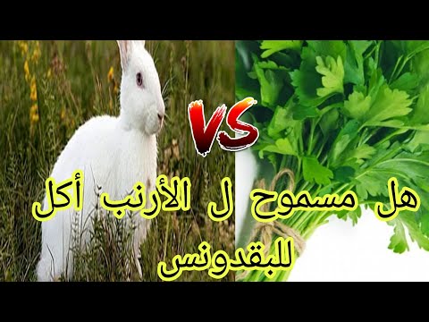 هل البقدونس يضر الأرنب ام لا