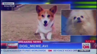 dog_meme.avi