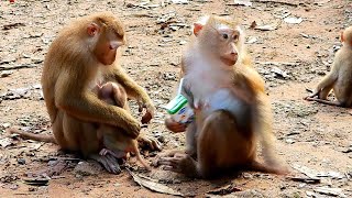 Unbelievable, cute baby monkey Leo gets breastfeeding refused mommy monkey Luna as his mother.
