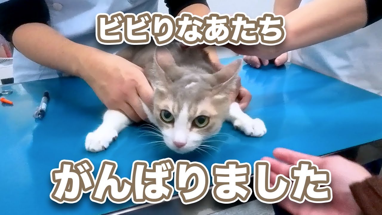 3匹で動物病院へ｜がんばった日の記録