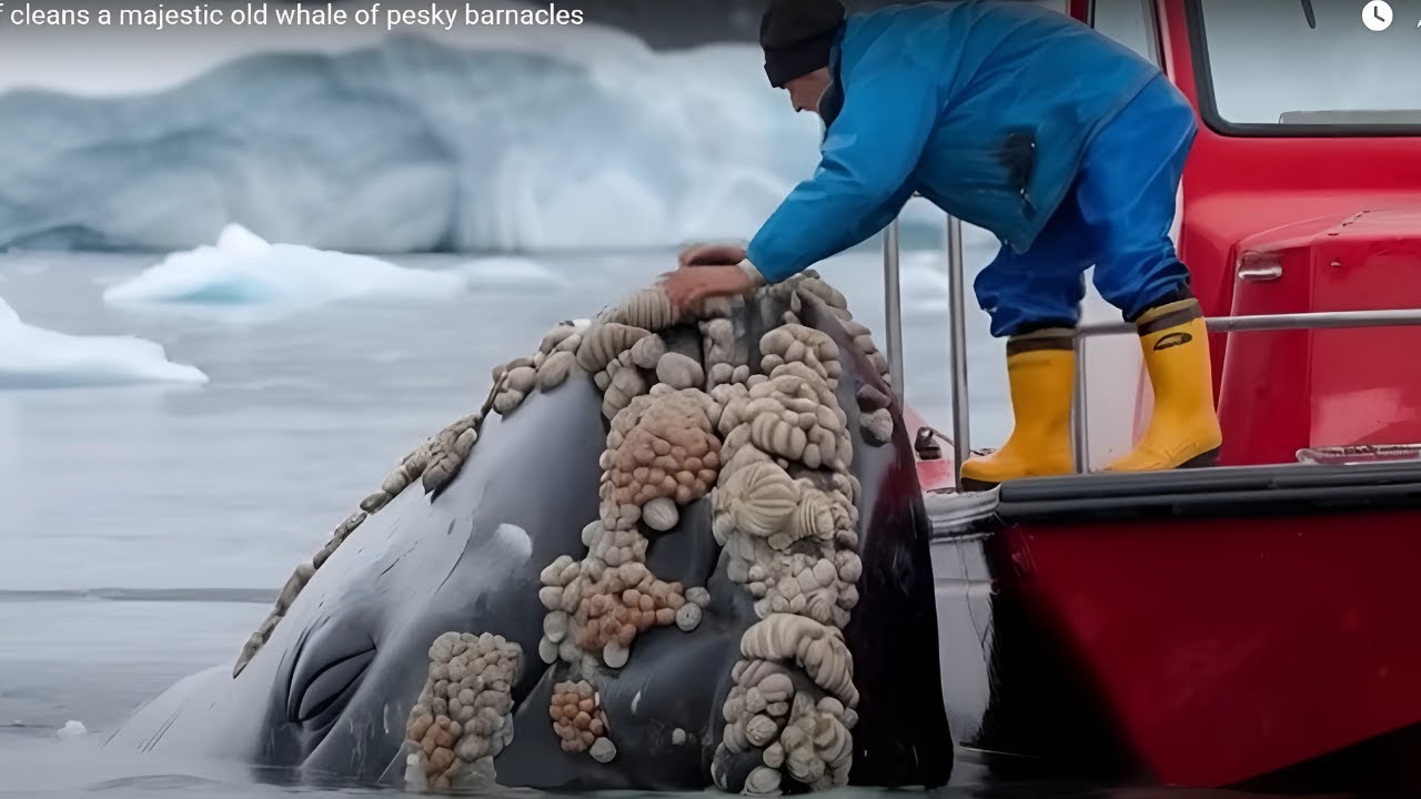 Barnacle Infested Heroic Rescue: Injured Humpback Whale Saved From The Ravaging Barnacle ...
