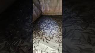 Download Lagu Ternak Ikan Gabus Boss MP3 Download Lagu Ternak Ikan Gabus Boss MP3