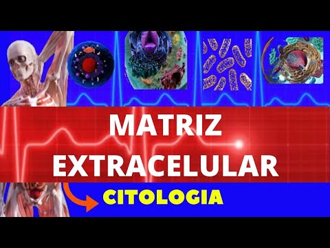 Vídeo: Qual é a matriz intersticial?