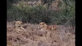 Monwana Lion Pride Cubs playing | 13 May 2024