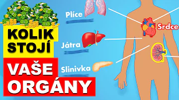Co je ledvina savců?