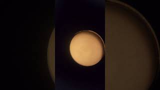 Olympus NeoSplan 20xObjective lens that cannot be observedhaze thread fungusmicrometerImage i