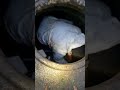 Removing baby wipes from sewer line.