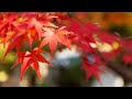 tarqan ➤ autumn rain (sonic night)