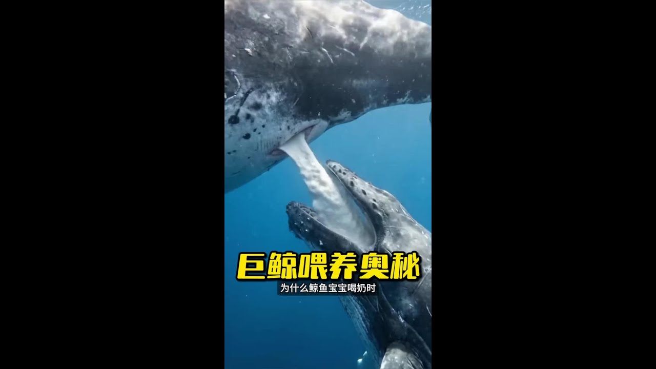 這般神奇鯨類哺乳，你真的見過嗎？ #鯨魚 #鯨魚哺乳 #漲見識