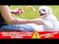 Método Adiestramiento de Perros