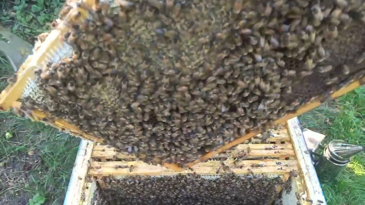 Stan zakarmienia po 3 dawce syropu 21.09.2025