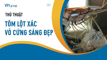 Thủ thuật giúp kích tôm lột xác đồng loạt, vỏ cứng sáng đẹp