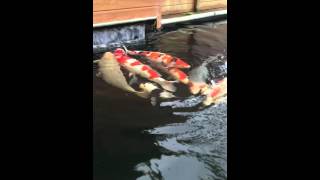 Kcolly koi April 2016