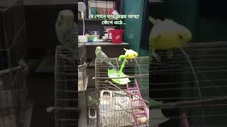 those who hear will touch their heart with the #colony of #budgerigar 0#birds