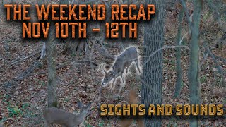 The Weekend Recap | Whitetail Deer Sights and Sounds from the Pre-Rut