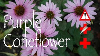 Purple Coneflower: Medicinal & Cautions
***Attention*** Plight to Freedom is now The Cargo Cult Café. Same type of content with added weirdness.
Please Subscribe and visit my website for more edible and medicinal plants.
https://www.cargocultcafe.com/purple-coneflower/ Purple Coneflower: Medicinal & Cautions