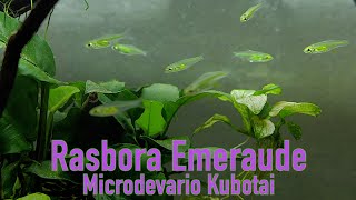 Rasbora émeraude Microdevario kubotai (Floraquatic)