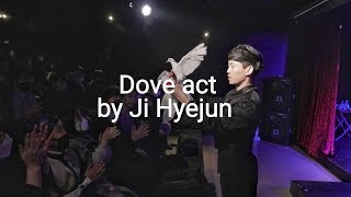 Dove magic act at the theater 비둘기 액트 by Ji Hyejun