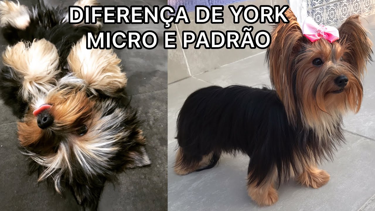 Diferenca De Yorkshire Micro E Tamanho Padrao Youtube Diferenca De Yorkshire Micro E Tamanho Padrao Youtube
