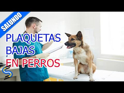 Video: ¿Cómo afecta el parvovirus a las plaquetas en los perros?