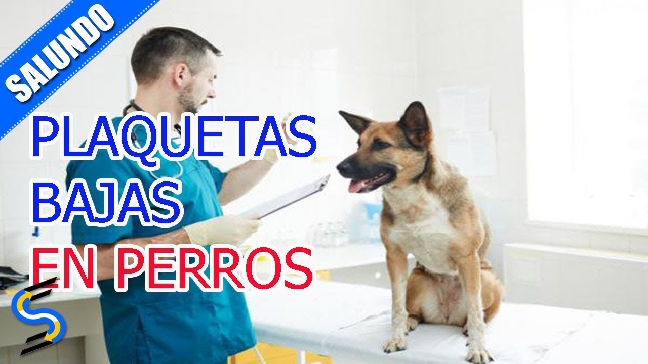 Plaquetas bajas en perros