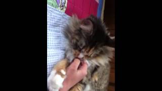 Ticklish Cat Strikes Back