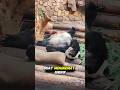 Panda, si karnivora imut yang lupa makan daging #Panda #giantpanda #carnivore