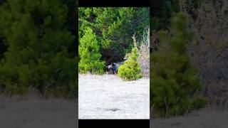Дикая охота: кабан в прицеле#охотавидео #трофейнаяохота #лес #природа #охотники #охотничийсезон