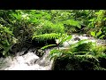 Soothing Water Sounds for Peaceful Sleep in a Hidden Jungle