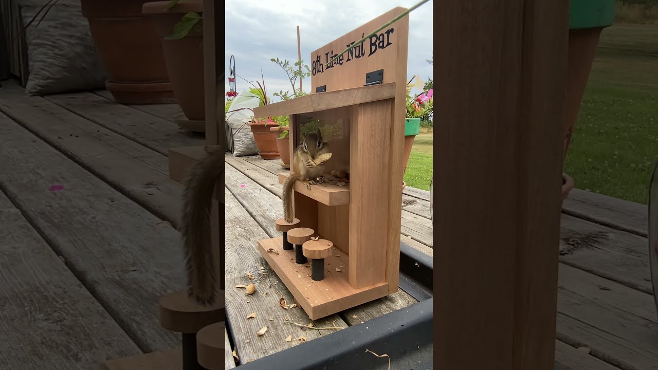 George The Chipmunk Visits 8th Line Nut Bar Feeder Shorts 